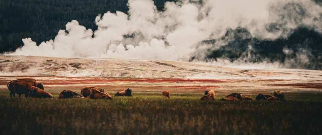 yellowstone
