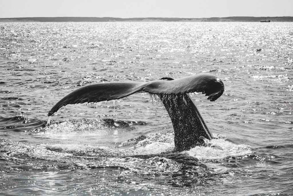 whale tail
